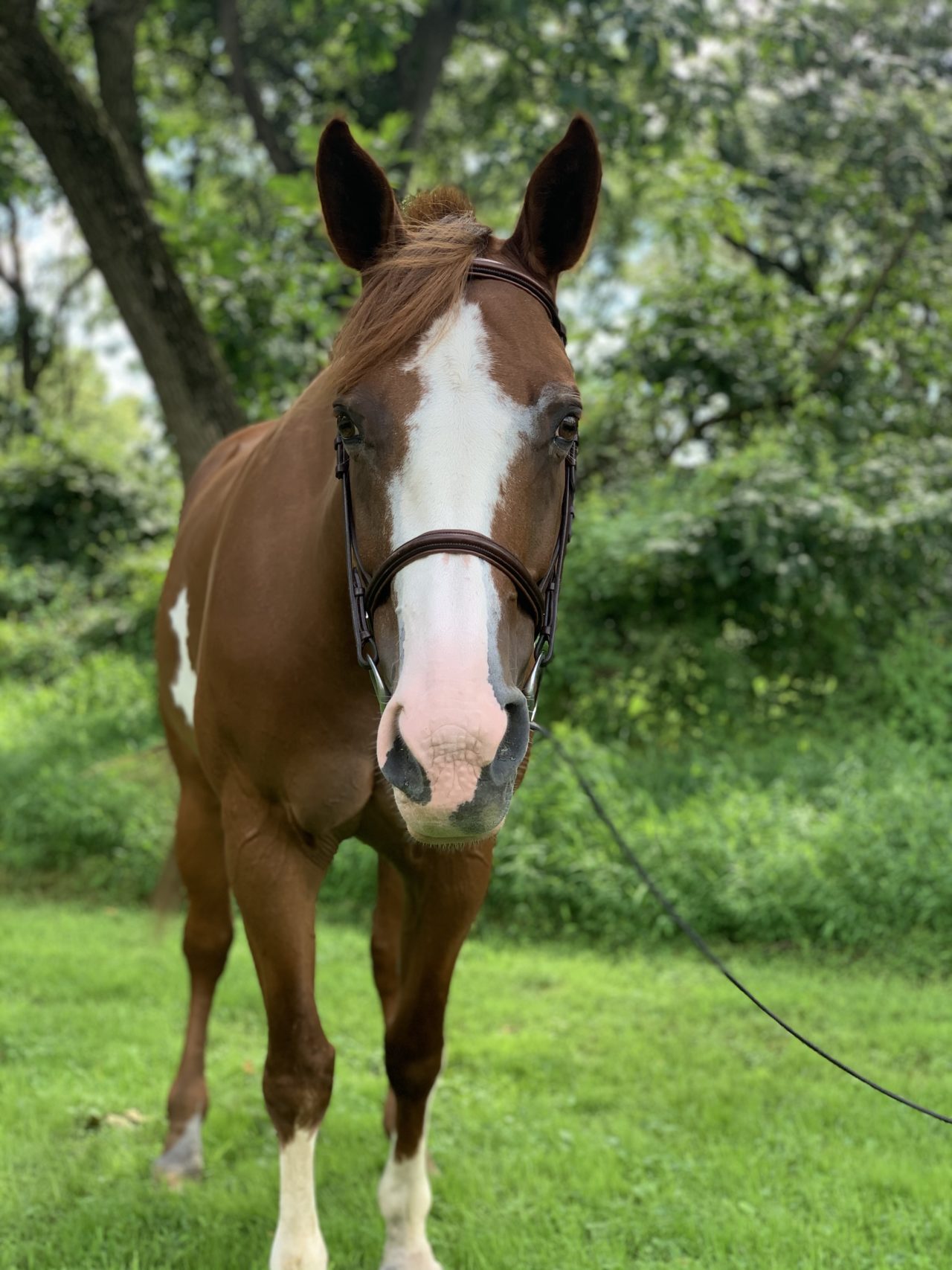 Our Horses | Pegasus Therapeutic Riding Academy